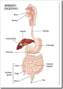 aparato-digestivo