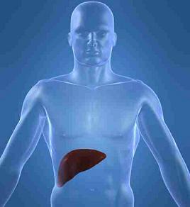 higado_abc Un hígado artificial ya está en uso en el Hospital Italiano