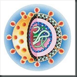hcv-hepatitis-c