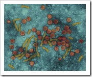 hepatitis virus