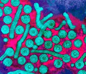 Descubren que el virus de la Hepatitis B existe desde hace 19 millones de a&ntilde;os