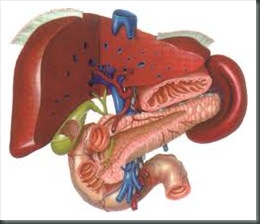 Proyecto mundial contra el c&aacute;ncer de h&iacute;gado