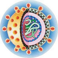 La Organización Mundial de la Salud alerta por 130 millones de enfermos de Hepatitis C