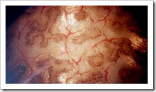 higados-miniatura-impresoras-3d