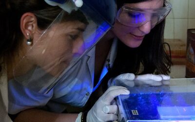 Confirman la circulación del virus de la Hepatitis E en Córdoba, Argentina